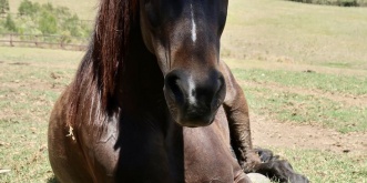 Resting Horse in Australian Field