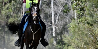 Endurance Trained Trekking Horses (PC:Animal Focus)