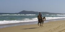 Kamal - Beach Horse Riding NSW - Southern Cross Horse Treks Australia