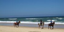Horse Riding Beaches NSW Mid North Coast - Horse Treks Australia