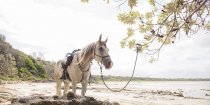 Horse Riding Australian Beaches NSW - Horse Treks Australia
