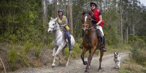 Australian Bush Trails Horse Riding Treks Gallop NSW State Forest Mid North Coast