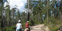 Horse Trails Australian Bush Port Macquarie Hinterland NSW