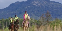 Endurance Horse Riders NSW Australia PC: Animal Focus