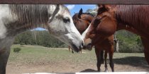 Kerewong Horse Riding Farm NSW Country Trail Riding Holidays Australia