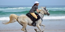 Arabian Horse Beach Riding