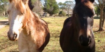 Australian Brumbies Trail Riding Horses