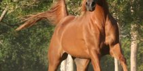 Kamal - Arabian Endurance Horse Riding Australia North of Sydney NSW 