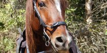 Kuta - Southern Cross Horse Treks Trail Riding Holidays NSW Australia