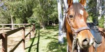 Arabian Horse Riding Holiday Australia Near Sydney NSW