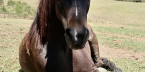 Resting Horse in Australian Field