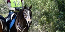 Endurance Horse Riding Holidays NSW (PC Animal Focus)