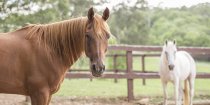 Beautiful Arabian Trekking Horses - Kerewong Australia