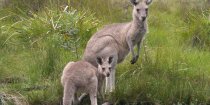 Kangaroos - Australian Wildlife In The Wild During Horse Ride