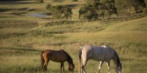 Southern Cross Horse Treks Australia - Kerewong Horse Farm NSW