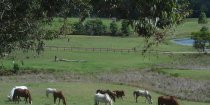 Australian Horse Herd Paddock NSW