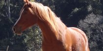 Arabian Horse On NSW Hinterland Holiday Farm