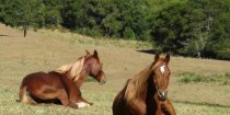 NSW Australia Trek Horses Resting