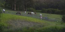 Summer Sunset Horse Riding Holidays Australia