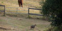 Australian Wildlife - Wallaby In Horse Farm Paddocks