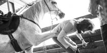 Horse And Hoof Care - Southern Cross Horse Treks NSW Australia 