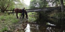 Arabian Horse Drinks At Quiet Creek In NSW Australian Hinterland 