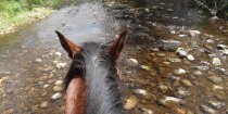 Creek Crossing Horse Rider View NSW Hinterland Australia