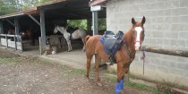 Horses Ready To Ride For Holiday Treks Australia