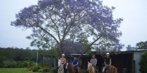 Horse Riding Winery Ride Bago Cellar Door Port Macquarie Hinterland NSW Australia