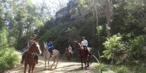 Mountain Horse Treks Australia Intermediate To Advanced Riders NSW North Coast, North Of Sydney