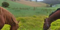 Horses Grazing On Comboyne Plateau, Southern Cross Horse Treks, NSW Australia
