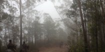 Misty Australian Forest Trails NSW Horse Riding Australia