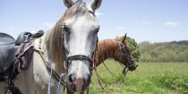 Arabian Horse Riding Tours, Rest Stop At Comboyne, NSW Hinterland, Australia