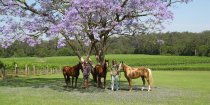 Horse Riding Tours With Southern Cross Horse Treks To Bago Vineyards NSW Australia