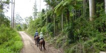 Beautiful Forest Trails Horse Riding Adventure Tours NSW Australia