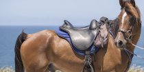 Horse Trekking Comfortable Australian Endurance Saddles - Southern Cross Horse Treks NSW Australia