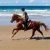Australian Arabian Beach Horse 