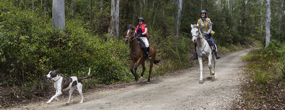 Australian Bush Horse Riding Australian NSW North Coast