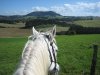 Horse Riding Port Macquarie Hinterland Comboyne NSW