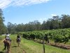 Australian NSW Winery Horse Riding Tour