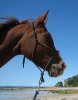 Aliya - Horse Riding Holidays Australia Port Macquarie, NSW Beach