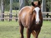 Aliya - Horse Riding Holidays Australia Port Macquarie Hinterland NSW