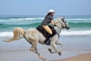 Arabian Horse Beach Gallop NSW Australia
