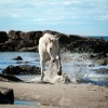 Dream Beach Horse Adventures (PC Elsa Marchenay) 