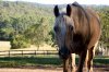 Finesse - East Coast Australian Adventure Horse Riding Holidays NSW North Of Sydney
