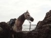 Jimmy - Horse Riding Adventures Port Maquarie Beaches NSW Australia