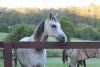 Jimmy - Horse Treks Australia Horse Riding Holidays Farmstay NSW