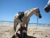 Kiya - Horse And Rider Enjoying The Beach Day Ride