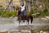Endurance Riding NSW Australia With Kerewong Trail Horse Kuta 2014