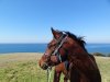 Nadal - Andalusian At Southern Cross Horse Treks Horse Riding Adventure Tours NSW Australia